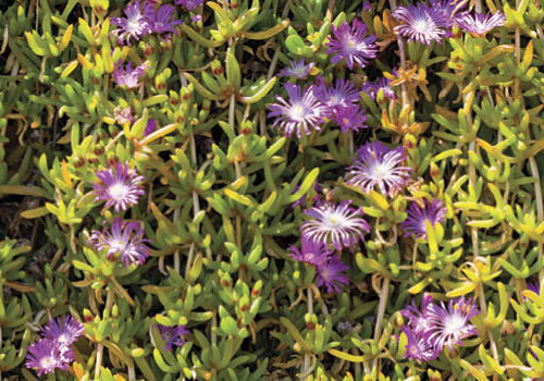 Edible succulents Round-leaf pigface